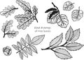 Linear black and white illustration of tree leaves.
